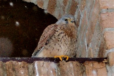 Falco tinnunculus - wall