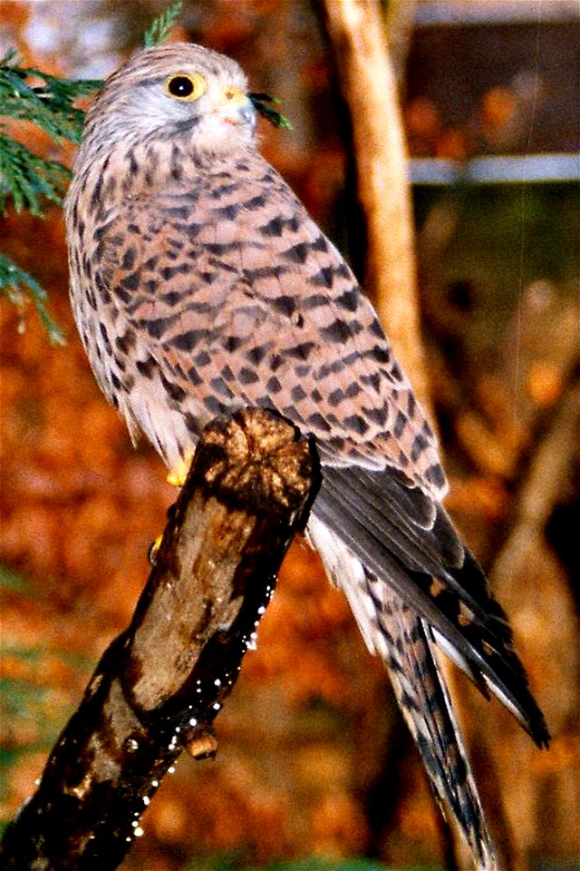 Falco tinnunculus (Turmfalke in German)

Foto taken by User BS Thurner Hof
30.12.04
at the Cologne Zoo