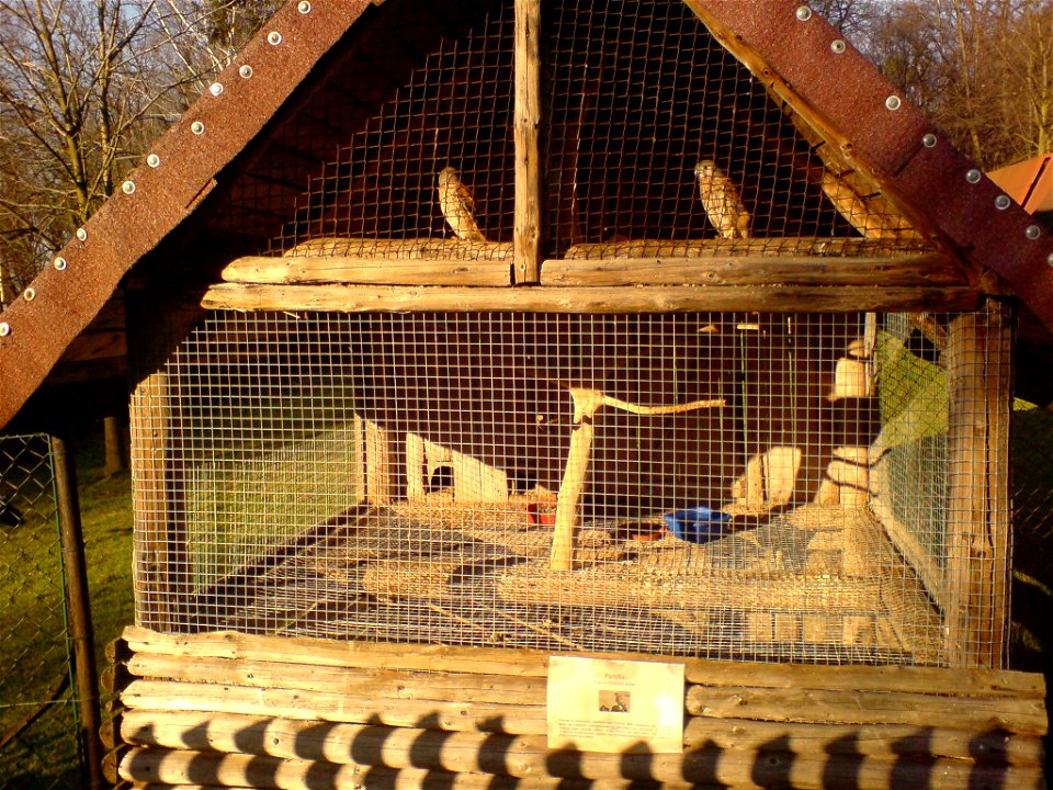 Pustułka w mini-zoo w Raciborzu.
