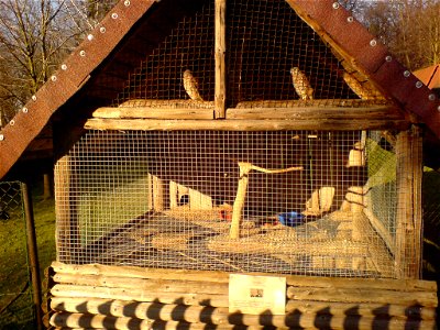 Pustułka w mini-zoo w Raciborzu.