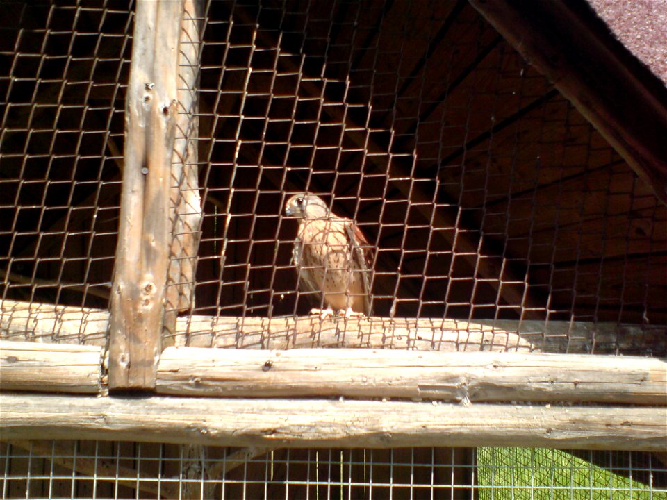 Pustułka w mini-zoo w Raciborzu