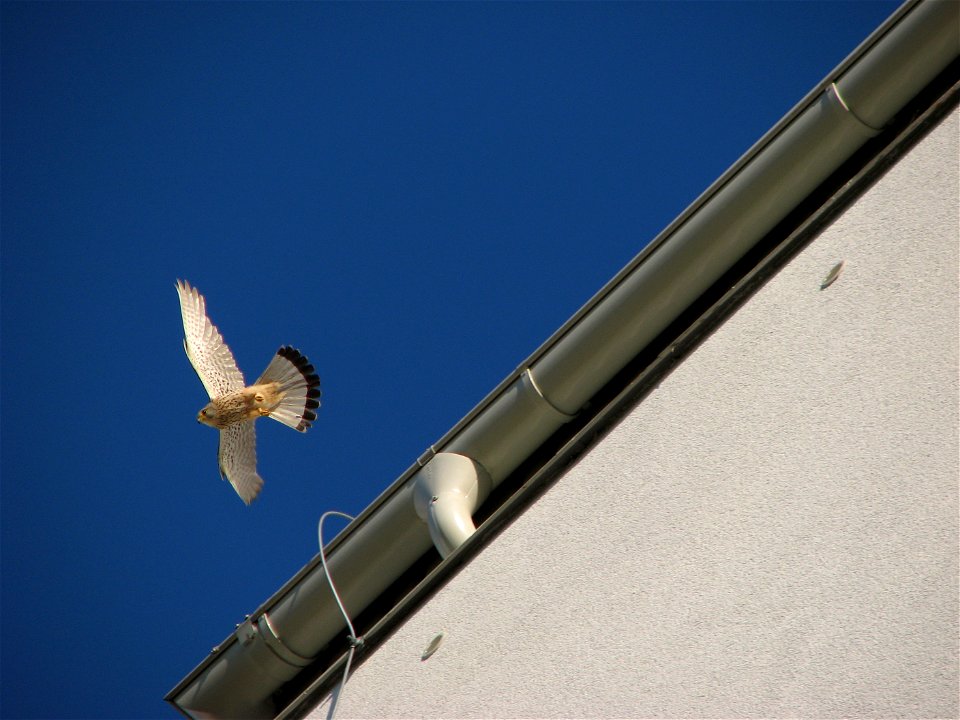 A kestrel in Brno Bystrc