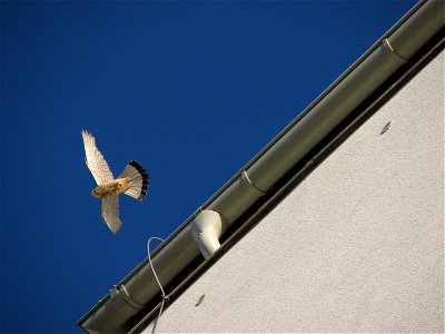 A kestrel in Brno Bystrc photo