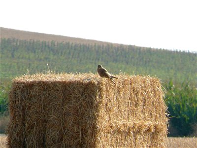 Cernícalo (Falco tinnunculus) posado en una paca de paja