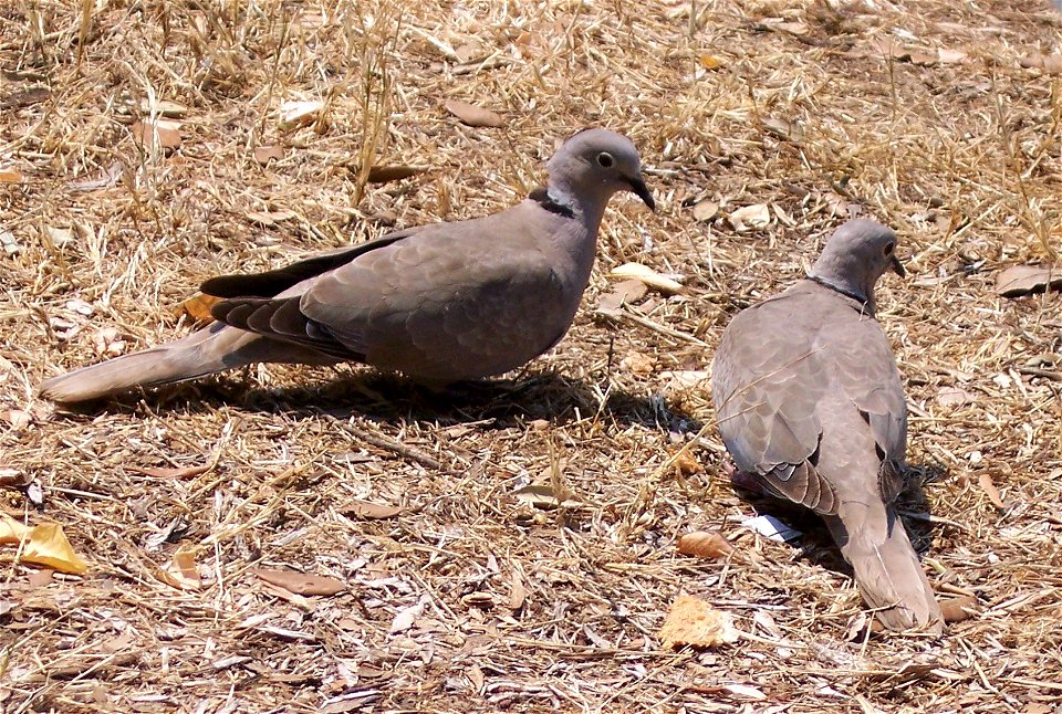 Eurasian Collared Dove (Streptopelia decaocto) in Croatia