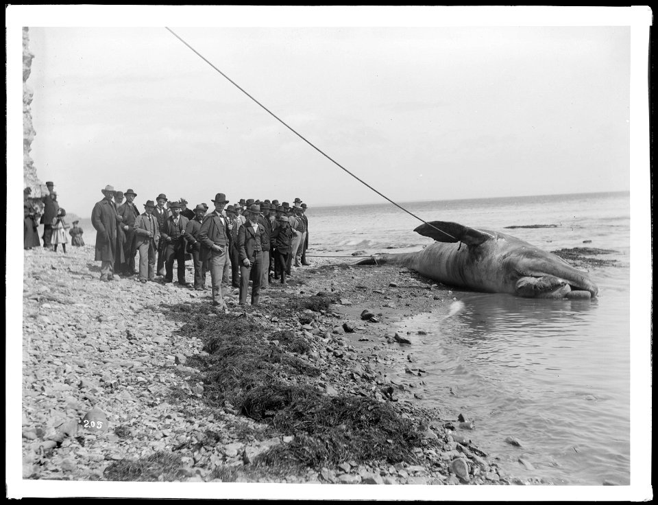 Beached whale, California coast
Photograph of a group of about 40 people (mostly men in front, women and children in back) looking at a beached whale, California coast. There is a cable or line around