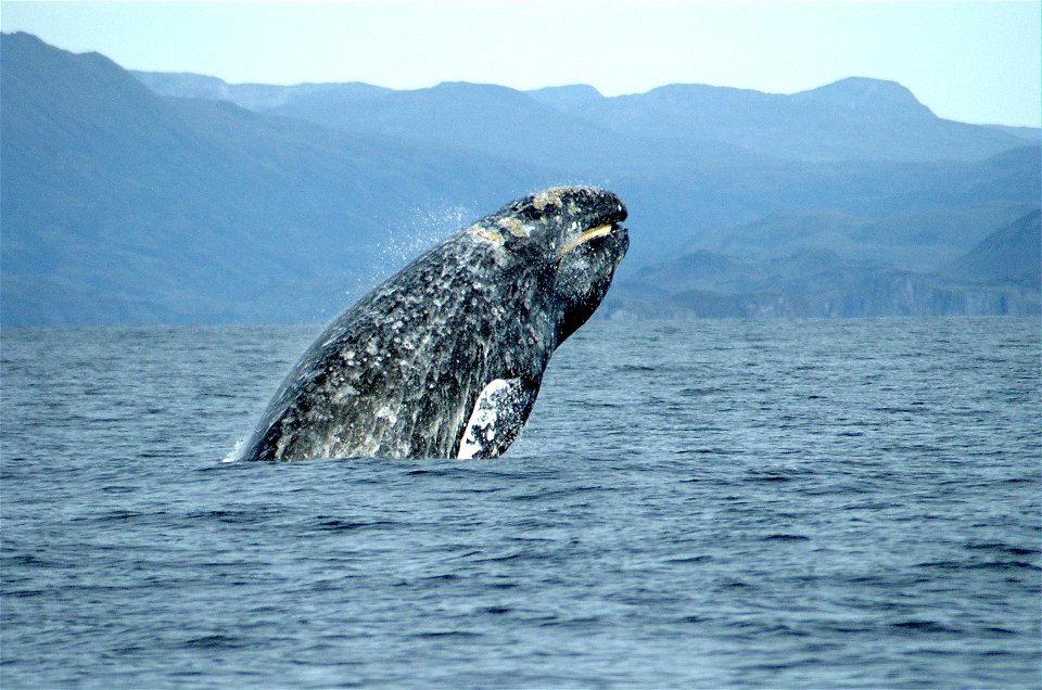 Gray whale (Eschrichtius robustus) breaching.