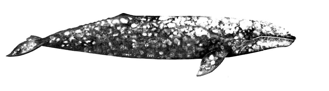 Gray whale (Eschrichtius robustus)