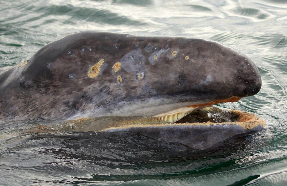 Gray whale calf by Marc Webber/USFWS