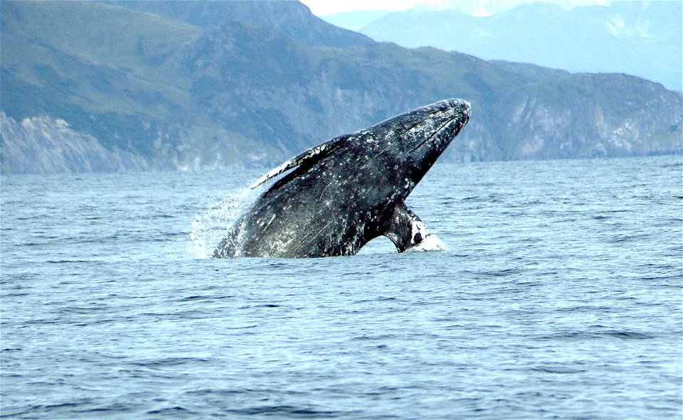 Gray whale (Eschrichtius robustus) breaching.
(The original image has been cropped.)