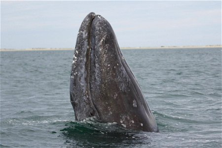 Gray Whale Spyhopping courtesy of Marc Webber/USFWS.
