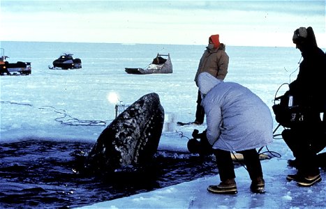 Gray whale trapped in the ice in the Bering Sea. Joint American-Russian effort ultimately saved 2 out 3 trapped whales; Location: Beaufort Sea, Alaska