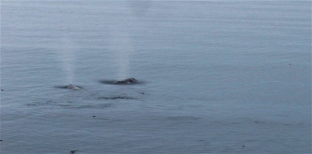 Two grey whales feeding just south of Sombrio Beach, Juan de Fuca Marine Trail, Vancouver Island.