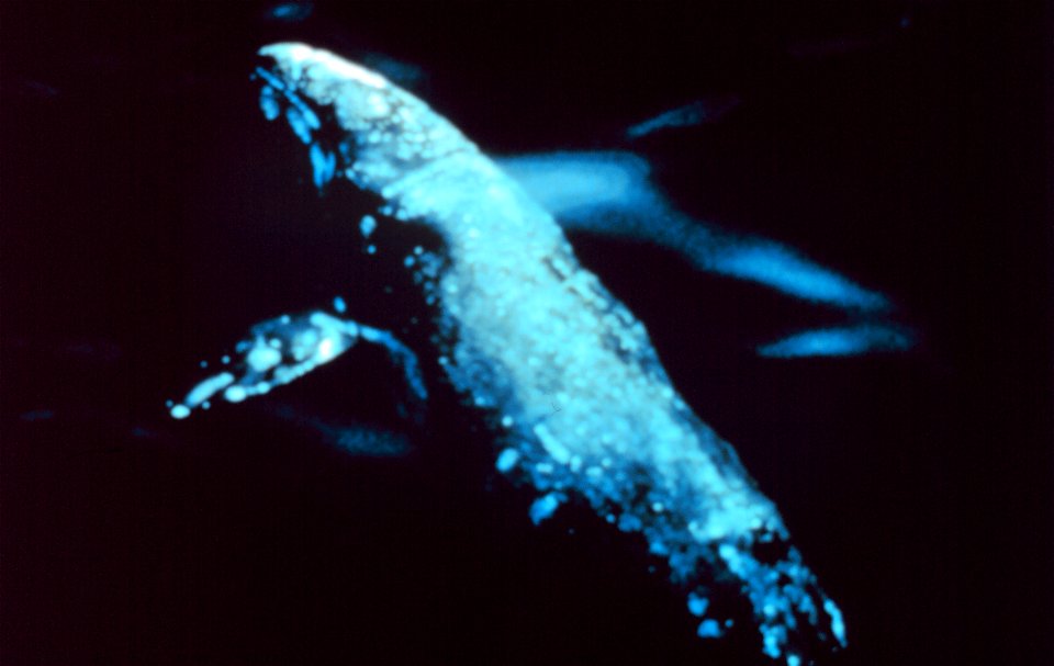 Gray whale -Aerial view of a gray whale - Eschrichtius robustus.