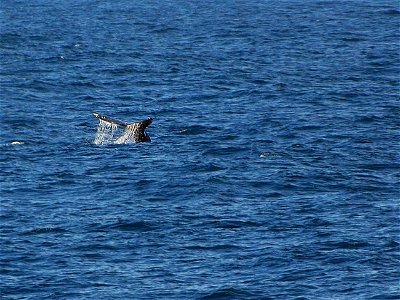 Image title: Whales tails ocean
Image from Public domain images website, http://www.public-domain-image.com/full-image/fauna-animals-public-domain-images-pictures/whales-public-domain-images-pictures/