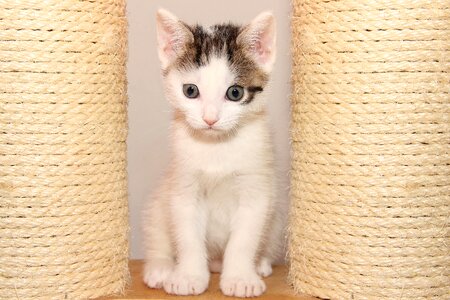 Pet cute young photo