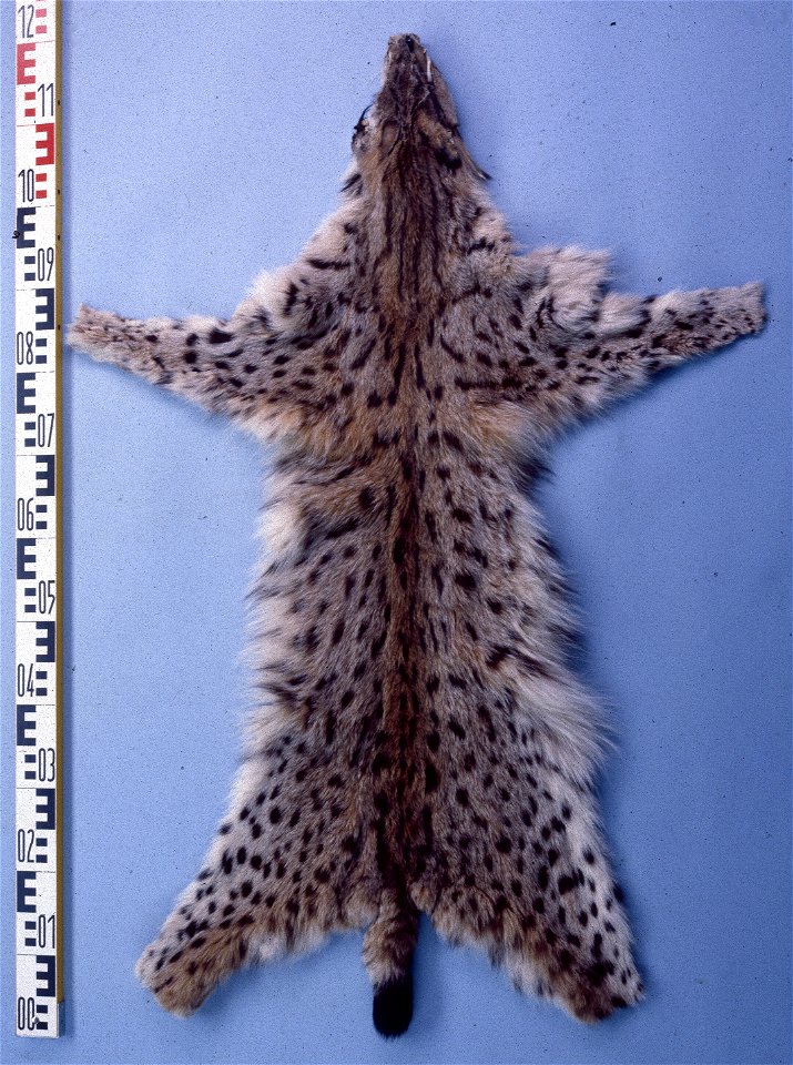 Spanish lynx skin (Lynx pardinus). Fur skin collection, Bundes-Pelzfachschule, Frankfurt/Main, Germany