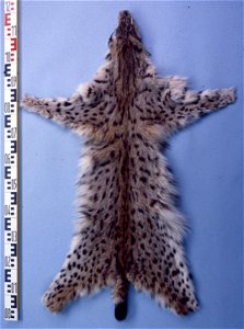 Spanish lynx skin (Lynx pardinus). Fur skin collection, Bundes-Pelzfachschule, Frankfurt/Main, Germany photo