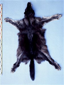 Gray Wolf fur skin (Canis lupus), Mackenzie. Fur skin collection, Bundes-Pelzfachschule, Frankfurt/Main, Germany