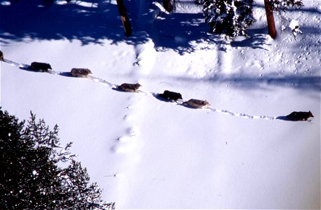 Lobos avanzando en hilera por la nieve.