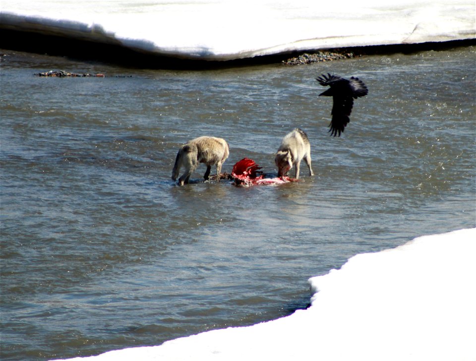The cycle of life continues at Denali. Two wolves feast on caribou in the East Fork River as a raven hovers overhead. Sunday, May 22, 2011 (NPS Photo/Cindy Gonterman)
