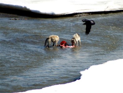 The cycle of life continues at Denali. Two wolves feast on caribou in the East Fork River as a raven hovers overhead. Sunday, May 22, 2011 (NPS Photo/Cindy Gonterman)