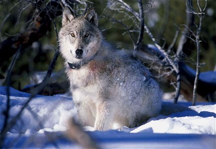 Image title: Radio collared gray arctic wolf on snow
Image from Public domain images website, http://www.public-domain-image.com/full-image/fauna-animals-public-domain-images-pictures/foxes-and-wolves