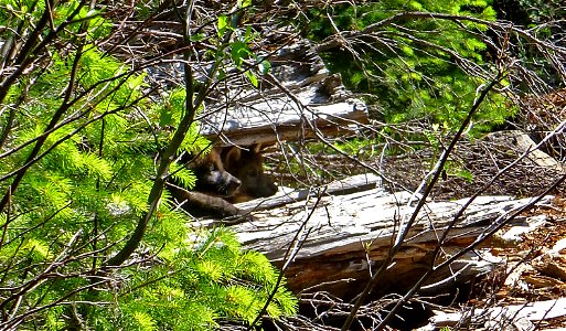 Grey wolf pups in Jackson County in southwestern Oregon, in the United States. OR-7, originally from the Imnaha wolf pack of northeastern Oregon, is believed to be the pup's father pending DNA samples