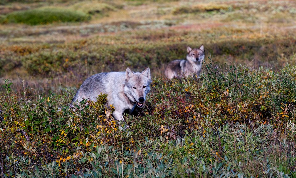 Just east of Stony Creek (NPS Photo by Jay Elhard)