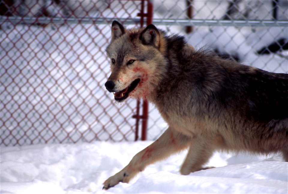 Wolf Number 10 in Yellowstone