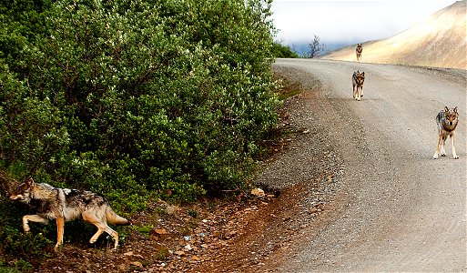 (NPS Photo/Nathan Kostegian)