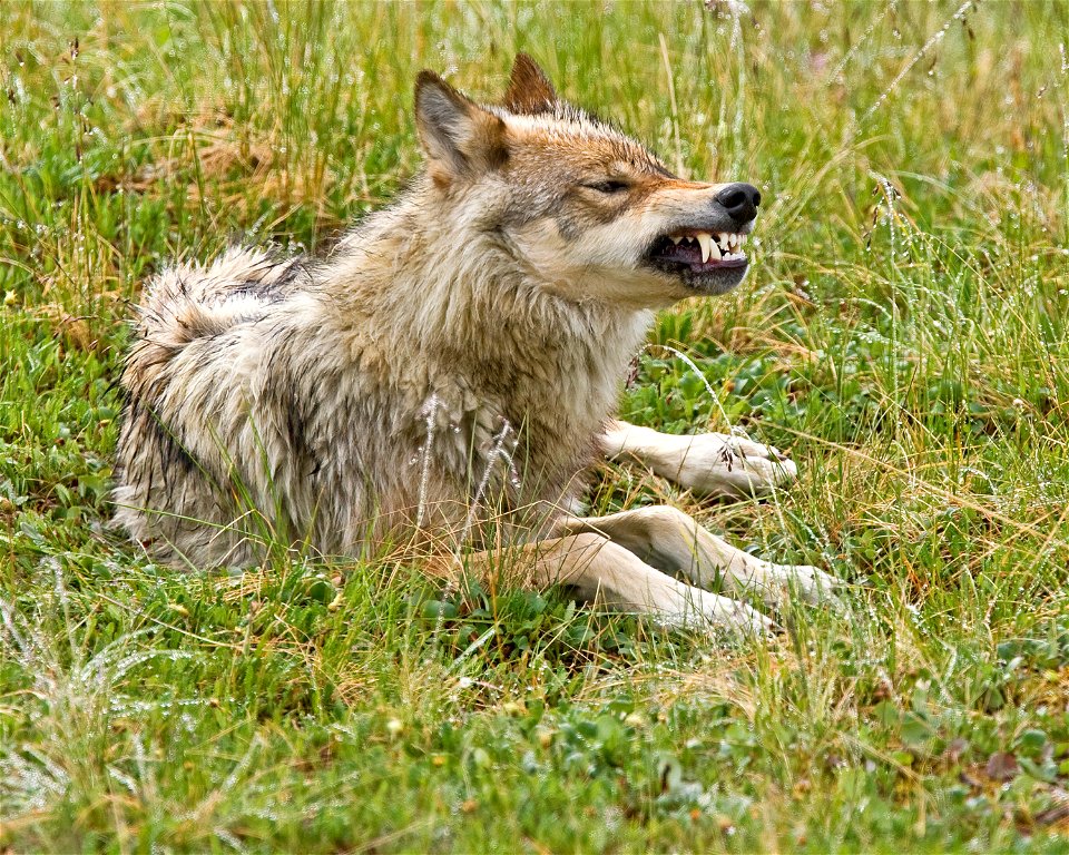 (NPS Photo/Ken Conger)
Check out the official Denali Facebook, Twitter and YouTube pages:
Like us on Facebook: www.facebook.com/DenaliNPS
Follow us on Twitter: www.twitter.com/DenaliNPS

Denali YouTub