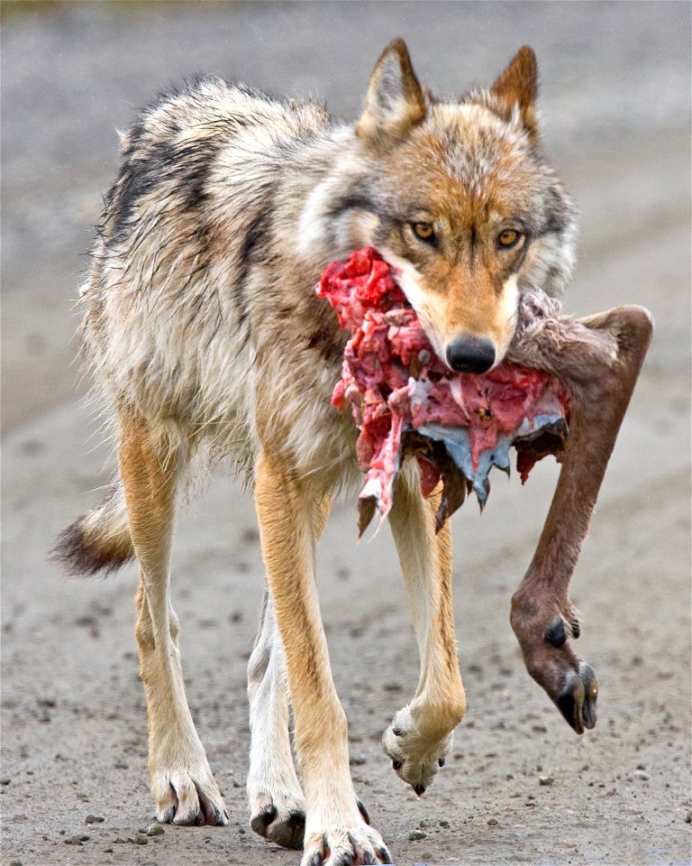 Wolf with Caribou Hindquarter, Denali National Park