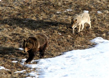 A wolf following a grizzly bear photo