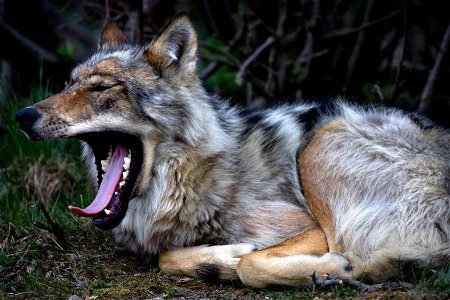 Wolf photo