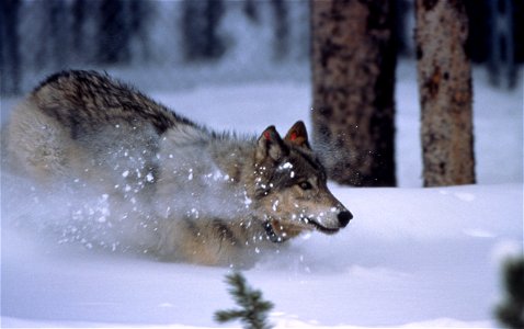 Yellowstone wolf running in snow in Crystal Creek pen (Original text: A newly released and collared wolf in Yellowstone National Park crashes through the snow.) http://www.montanapbs.org/Terra/episod photo