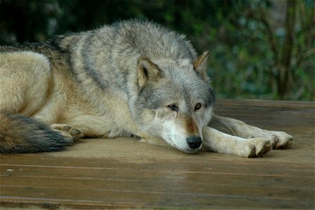 Photo that I took at Colchester Zoo with a Nikon D70s.