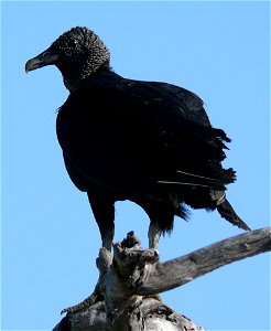 An American Black Vulture (Coragyps atratus) perched in a dead tree.Photo taken with a Panasonic Lumix DMC-FZ50 on the island of Cozumel in Quintana Roo, Mexico.