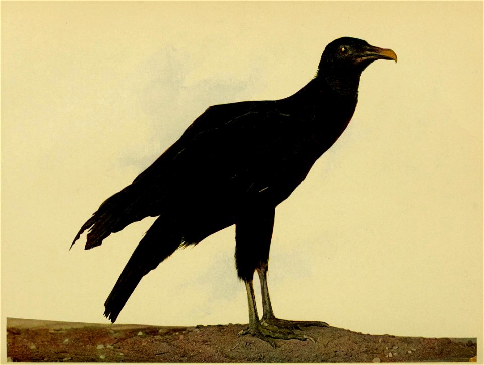 Coragyps atratus (Black Vulture) 
Listed as Catharista atrata in the original 1904 publication.