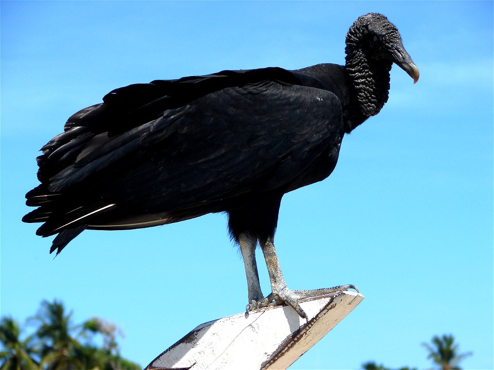 American Black Vulture
Venezuela, Isla Margarita - v přístavu nedaleko hotelu Pueblo Caribe