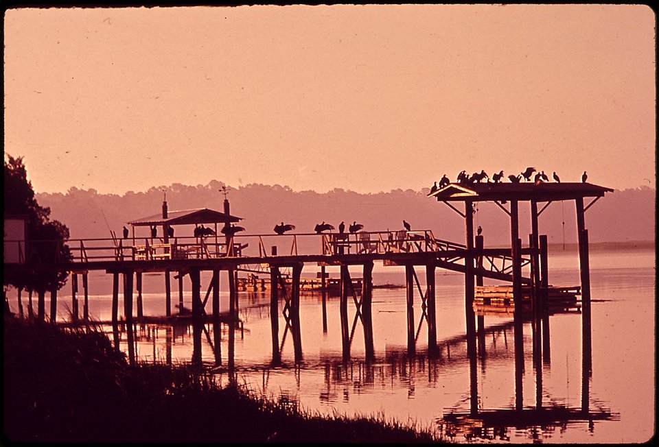 VULTURES WAIT FOR WASTE FROM THE OYSTER CO-OP AT BLUFTON