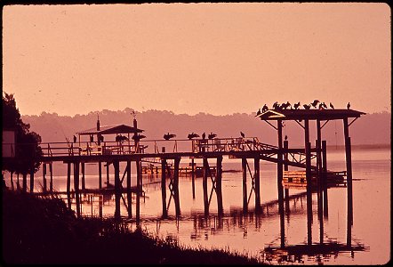 VULTURES WAIT FOR WASTE FROM THE OYSTER CO-OP AT BLUFTON