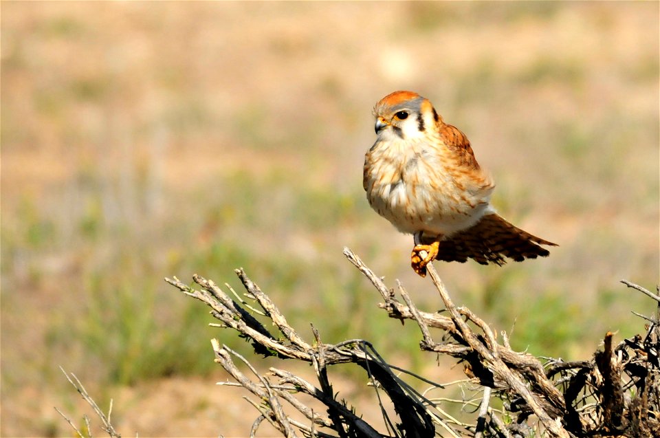 Photo: Tom Koerner/USFWS