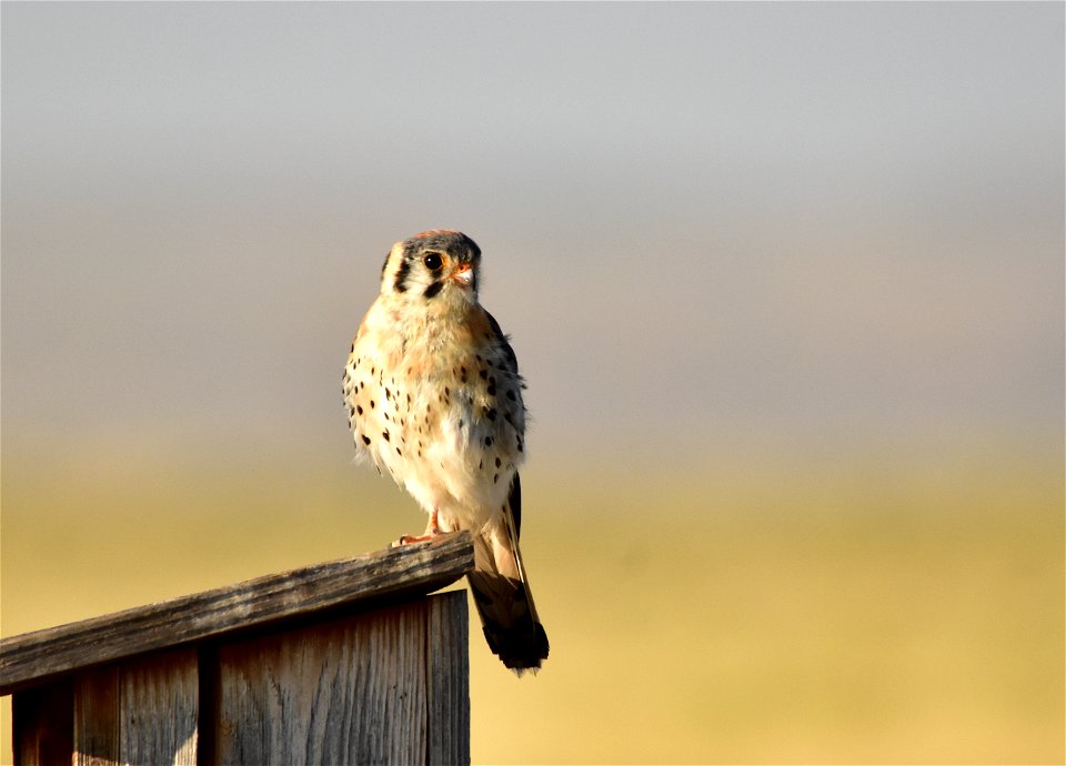 Photo: Tom Koerner/USFWS