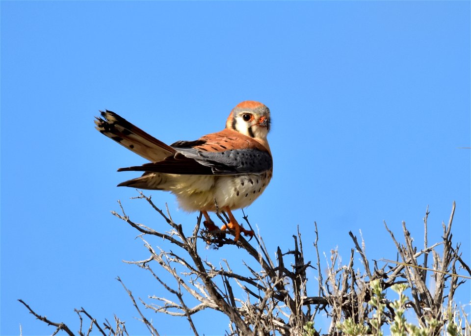 Photo: Tom Koerner/USFWS