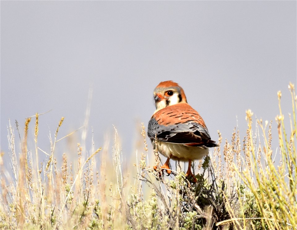 Photo: Tom Koerner/USFWS