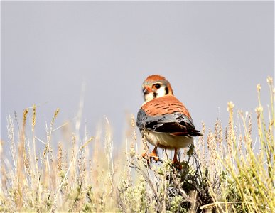 Photo: Tom Koerner/USFWS