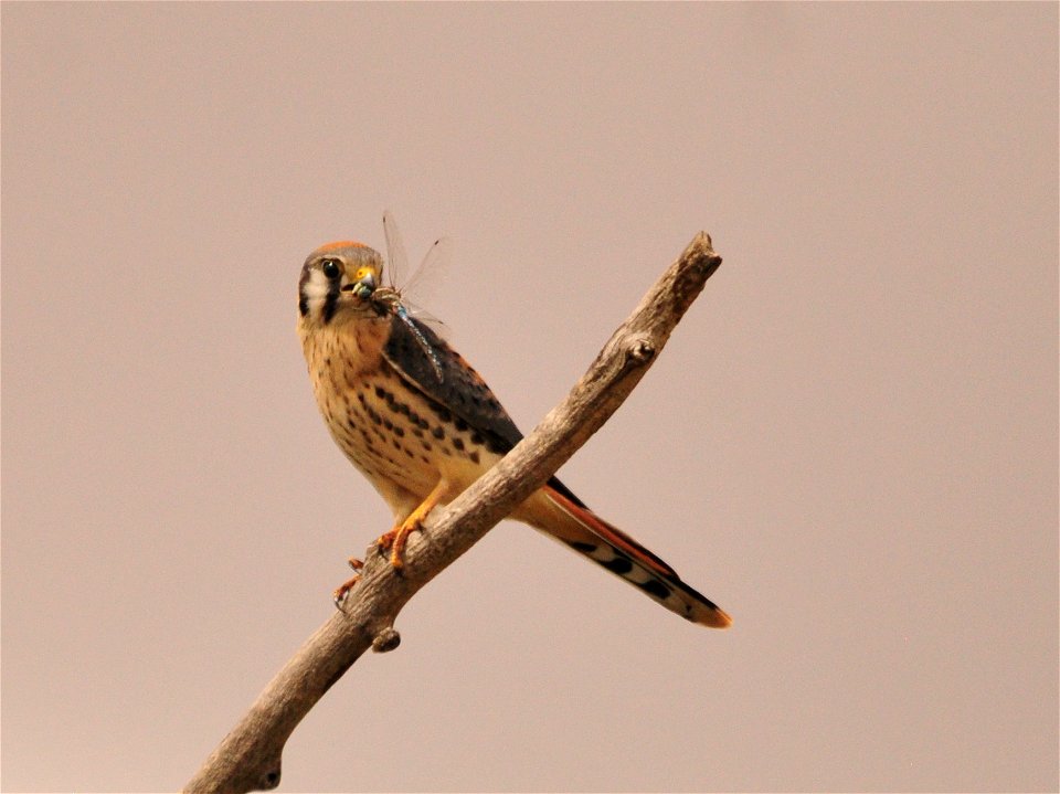 Photo: Tom Koerner/USFWS