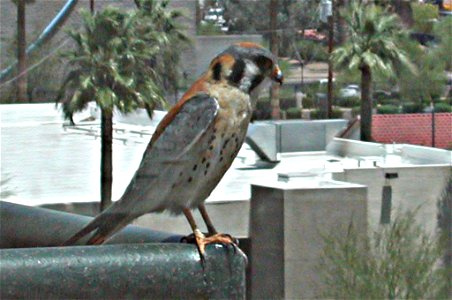 American Kestrel perched on the railing of a residential balcony in mid-town Phoenix