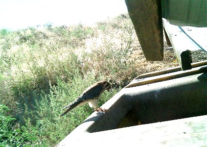 Three critter cams were set up in the Juniper Dunes Wilderness Area in eastern Washington from June 24 until Aug. 18, 2015. While many species came to check out the water stations we did have some ham